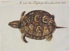 Common Box Tortoise (lithograph)