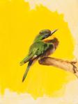 Bee Eater, 2015 (oil on canvas)