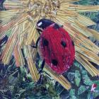 'Rise' Ladybird On Chrysanthemum