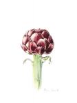 Artichoke from Roman market, 2016, watercolour