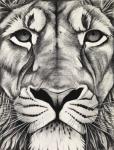 Lion close up, 2009, (charcoal on paper)
