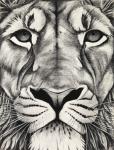 Lion close up, 2009, (charcoal on paper)