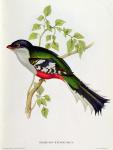 Trogon Temnurus from 'Tropical Birds', 19th century (coloured litho)