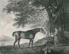 Sharke, engraved by George Townley Stubbs (1756-1815) pub. 1794 (etching)