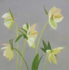 Hellebores, 2014, (oil on canvas)