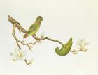 Blue-crowned parakeet, hanging on a magnolia branch, Ch'ien-lung period (1736-1796) (colour on paper)