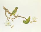 Blue-crowned parakeet, hanging on a magnolia branch, Ch'ien-lung period (1736-1796) (colour on paper)