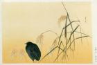 Blackbird, Edo Period (silk scroll)