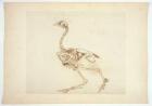 Dorking Hen Skeleton, Lateral View, from 'A Comparative Anatomical Exposition of the Structure of the Human Body with that of a Tiger and a Common Fowl', 1795-1806 (pen & ink and graphite on paper)