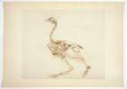 Dorking Hen Skeleton, Lateral View, from 'A Comparative Anatomical Exposition of the Structure of the Human Body with that of a Tiger and a Common Fowl', 1795-1806 (pen & ink and graphite on paper)