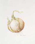 Onion Study, 1993 (w/c)