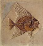 Fish (fossil)