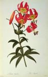 Lilium Superbum, from `Les Liliacees', 1805 (coloured engraving)
