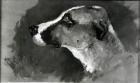 Head of a Dog with Short Ears, 1879