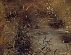 Rushes by a Pool, c.1821 (oil on paper on board)