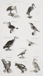 Different types of birds (engraving)