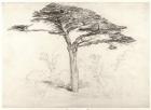 Old Cedar Tree in Botanic Garden, Chelsea, 1854 (pencil on paper)