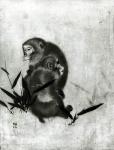 Monkeys (b/w photo)