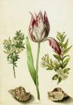 Tulip, two Branches of Myrtle and two Shells, c.1700 (brush on parchment)