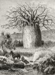 The Bottle Tree, from 'Australian Pictures' by Howard Willoughby, published by the Religious Tract Society, London, 1886 (litho)