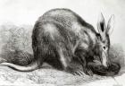 The Cape Ant-Eater at the Zoological Society's Gardens, Regents Park, from 'The Illustrated London News', engraved by Pearson,(engraving) (b/w photo)