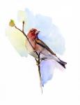 Purple finch, 2016, (watercolor)