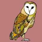 Beatrice Barn Owl, pen and ink, digitally coloured