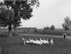 White Holland turkeys, 1900 (b/w photo)