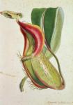 Pitcher plant: Nepenthes villosa (insect eating), signed H.K (colour lithograph)