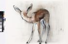 Gazelle Fawn (Arabian Gazelle) 2010 (oil on paper)