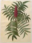 Rhus typhina from the album Gottorfer Codex, c.1650 (gouache on parchment)