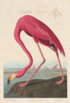 American Flamingo, 1838 (coloured engraving)