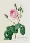 Rosa Centifolia Bullata, from 'Les Roses', 19th century (coloured engraving