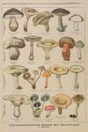 Good and bad mushrooms, illustration from the illustrated supplement of Le Petit Journal, 26th October, 1896 (colour litho)