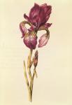 Iris, from 'La Guirlande de Julie', c.1642 (w/c on vellum)