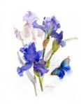 Iris with blue butterfly, 2016, (watercolor)