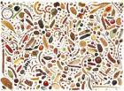 Bean Painting, Specimens from the Leguminosae Family, 2004 (w/c on paper)