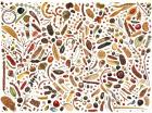 Bean Painting, Specimens from the Leguminosae Family, 2004 (w/c on paper)