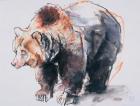European Brown Bear, 2001 (charcoal & conte on paper)