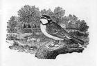 The Blue Titmouse, illustration from 'A History of British Birds' by Thomas Bewick, first published 1797 (woodcut)