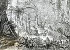 Interior of a Primeval Forest in the Amazons (engraving) (b/w photo)
