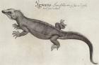 Iguana (litho) (b/w photo)