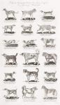 Different Breeds of Dogs (engraving)