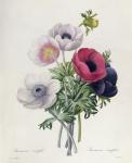 15:Anemone: Simple, from 'Les Choix des Plus Belles Fleurs'