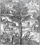 Collecting incense from Pine trees, illustration from 'Cosmographie Universelle', by Andre de Thevet, 1575 (woodcut)