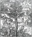 Collecting incense from Pine trees, illustration from 'Cosmographie Universelle', by Andre de Thevet, 1575 (woodcut)