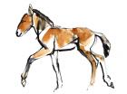 Colt (Przewalski), 2013 (sennelier Ink, watercolour & gouache)