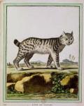 Canadian Lynx (Lynx Canadensis) (coloured engraving)