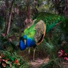 Peacock in Exotic Tropical Landscape