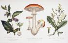 Common Poisonous Plants, c.1890 (coloured engraving)